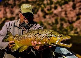 Audience overlap similar sites that share the same visitors and search keywords with this site. Fly Fishing Green River Green River Fly Fishing Photos