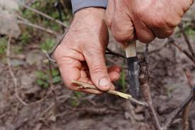 Cherries grow best in usda zones 5 to 9. What Is Rootstock Learn About Grafting Onto Rootstock Plants