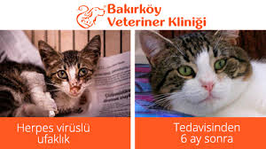 Kedilerde Herpes Virus Enfeksiyonu Feline Viral Rhinotracheitis