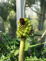 Image result for Anchomanes