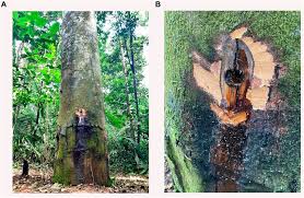 Image result for Copaifera