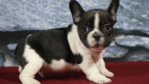 Thank you ibr for extending our family! Boston Terrier Puppies For Sale In Indiana Petswall