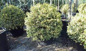 Maybe you would like to learn more about one of these? Ilex Aquifolium Argenteomarginata Variegated English Holly Ball Garden Plants Online