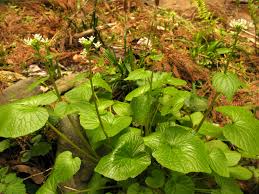 Few other places are naturally suitable for growing the plant. Wasabi Wikipedia