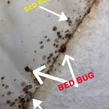 Take a look at ecola's termite and pest control comparison chart. Convenient Termite Pest Control Pest Control 6760 Mount Tabor Rd Chillicothe Oh Phone Number