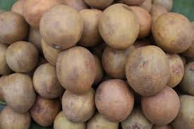 Image result for Manilkara