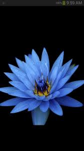 Oleh sakawuni, kamandanu dibawa ke ibunya bernama ayu pupuh bergelar dewi tunjung biru di bukit penambihan. Wallpaper Bunga Lotus Hd Wallpapershit