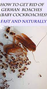 Learn What German Cockroaches Look Like Where They Live And How To Get Rid Of Them Naturally And Fast Cockroaches Pest Control Roaches Baby Cockroach
