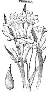 Digital Two For Tuesday Lilly And Freesiafosterginger Pinterest Commore Pins Like This One At Fosterginger Flower Sketches Flower Line Drawings Floral Drawing