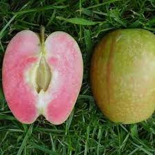 نتیجه جستجوی لغت [fleshed] در گوگل