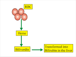 Bilirubin Part 1 Total Direct And Indirect Bilirubin