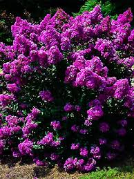 In other words, the fresh florals of the catawba crape myrtle attract attention. Purple Magic Crape Myrtle Crape Myrtle Myrtle Tree Crepe Myrtle Trees