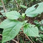 Image result for Alchornea laxiflora