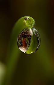 Your Body Is Like A Dew Drop On The Morning Grass Your Life Is As Brief As A Flash Of Lightning Momenta Dew Drop Photography Water Drop Photography Dew Drops