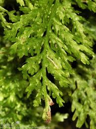 Image result for Vandenboschia