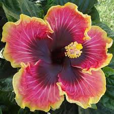Image result for Hibiscus barbosae