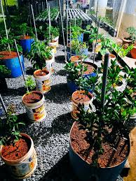 Adakah pokok cili yang disemai itu sudah cukup matang untuk dipindahkan? Tanam Dalam Bekas Lagi Bagus Mudah Ni Orang Pakar Menanam Jelaskan Sebabnya Keluarga