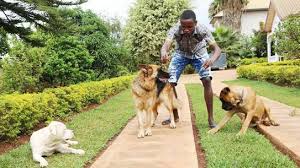 It will allow you to access your location in order to find the highest quality pet grooming near you. Best Dog Groomers Kenya Dog Grooming Services Dog Walking Pet Grooming Pet Sitting Pet Training Services Get A Free Quote Now In Other Nairobi Pigiame