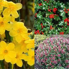 Su mediterranea un'ampia gamma di prodotti per il tuo benessere e la alcohol denat., parfum, aqua. Giardino D Inverno Piante E Fiori Per Un Prato Colorato E Vivace Tutto L Anno Guida Giardino