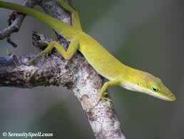 Yellow Anole Florida Hardwood Hammock This Yellow Phased Green Anole Has A Rare Color Mutation They Don T Usually Everglades Florida Everglades Animals Wild
