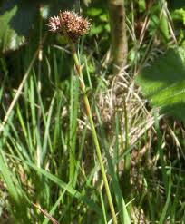 Image result for Luzula multiflora