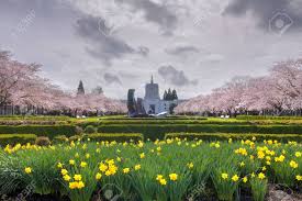 Maybe you would like to learn more about one of these? Oregon State Capitol Building In Salem Oregon With Daffodil Flowers And Cherry Blossom Trees In Spring Season Stock Photo Picture And Royalty Free Image Image 55048290