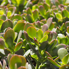 Image result for Crassula granvikii