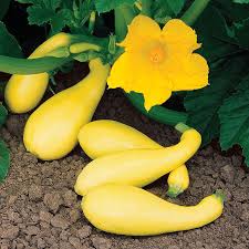 When planting zucchini, choose a variety that's appropriate for the amount of space you have. Gentry Hybrid Summer Squash Gurney S Seed Nursery Co