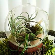Details About Tropical Terrarium Plants With Stem Wood Platform Jardin De Verre Petits Jardins Jardins