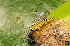 Photo Taken With Canon Eos 5d Mark Iii 100mm F2 8 L Is South East Macro Youpic Photo Macro Photography Macro Shots