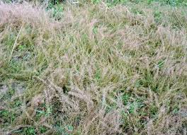 Image result for Eragrostis muerensis