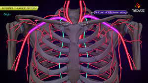 Right internal thoracic artery (rita) originated from the subclavian artery in 49/50 cadavers, whereas in 1/50 arose from a common trunk with other arteries (figure 2). Internal Thoracic Artery Animated Anatomy Youtube