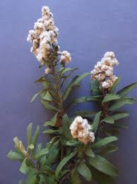 Image result for Tarchonanthus trilobus