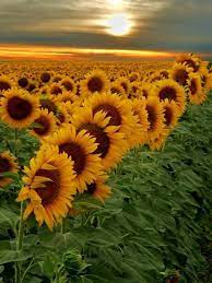 Sunset Field Of Sunflower Buenos Aires Argentina Beautiful Flowers Flowers Yellow Flowers