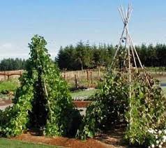 Lillbutton S Farm Bean Teepees Sunflower House Gardening For Kids Garden