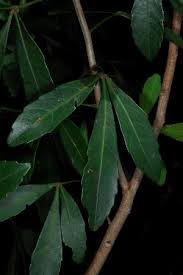 Image result for Allophylus africanus