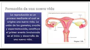 7 Pubertad Reproduccion Y Fecundacion Youtube