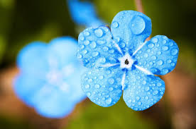 Check spelling or type a new query. Fresh Affordable Same Day Flower Delivery Melbourne Calla Gardenia