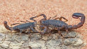 For Constipated Scorpions, Females Suffer Reproductively. Males, Not So  Much.
