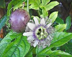 It is a powerful nervine, sedative and analgesic, making it a prime herb used to address pain. The Coastal Gardener The Allure Of Passion Fruit Los Angeles Times