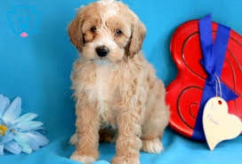 They need early socialization to ensure that the puppy doesn't grow up to be nervous or shy around people or other pets. Dasher Cockapoo Puppy For Sale Keystone Puppies Cockapoo Puppies Cockapoo Puppies For Sale Puppies