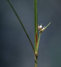 Image result for Scleria sp.no.1