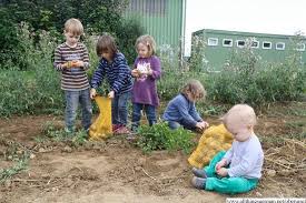 Potato Picking Fun At The Maize Maze Maize Potatoes Maze