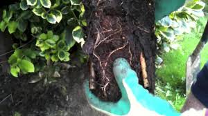 Yearly pruning ensures good growth and production. How To Plant A Kiwi Issai Claire S Allotment Part 172 Youtube