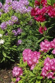 Cactus plants thrive in soil that's well aerated and fast draining. Acid Loving Plants What Type Of Plants Grow In Acidic Soil
