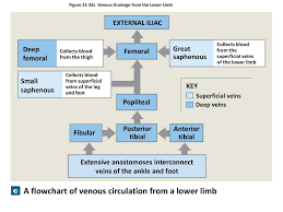 21 7 The Systemic Circuit Veins Of The Hand Digital Veins