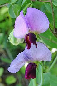 Image result for Pisum sativum