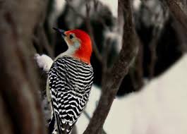Black And White Bird With Red Spot On Head Woodpecker Bird Photography Red Bellied Black And White Striped Gift Idea Winter Snow Nature Lovers Decor Beautiful Red Head Woodpecker Bird Photography Black And White Colorful Bird
