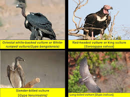 Swans and geese both have alike sexes. Vulture Provide A Free Social Service To Millions Of People Recycling Natures Waste As It Is An Efficient Scavenger It Feeds Mostly On The Carcasses Ppt Download
