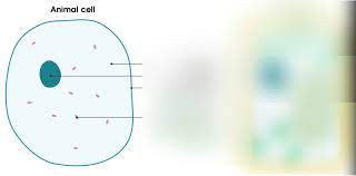 Use and manipulate the magnification formula; Aqa Gcse Biology Animal Cell Diagram Quizlet